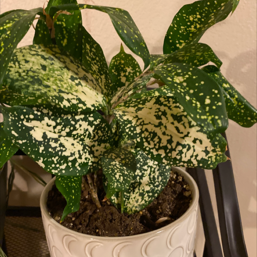 Healthy Gold Dust Dracaena plant with vibrant yellow-spotted leaves in a white ceramic pot, image slightly out of focus.