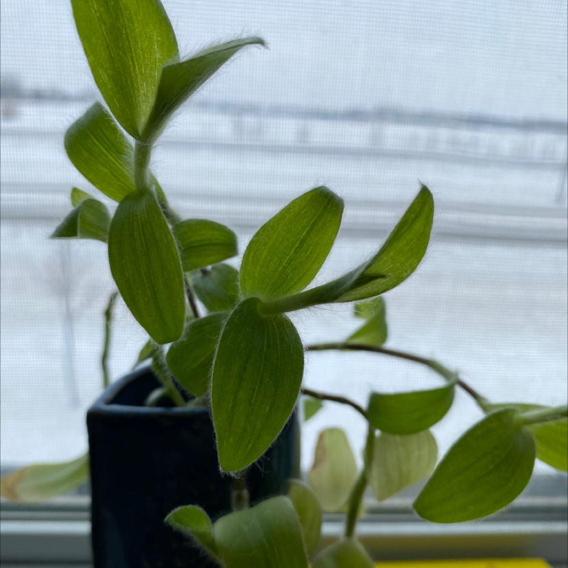 Close-up of a healthy White Velvet plant with green leaves near a window.