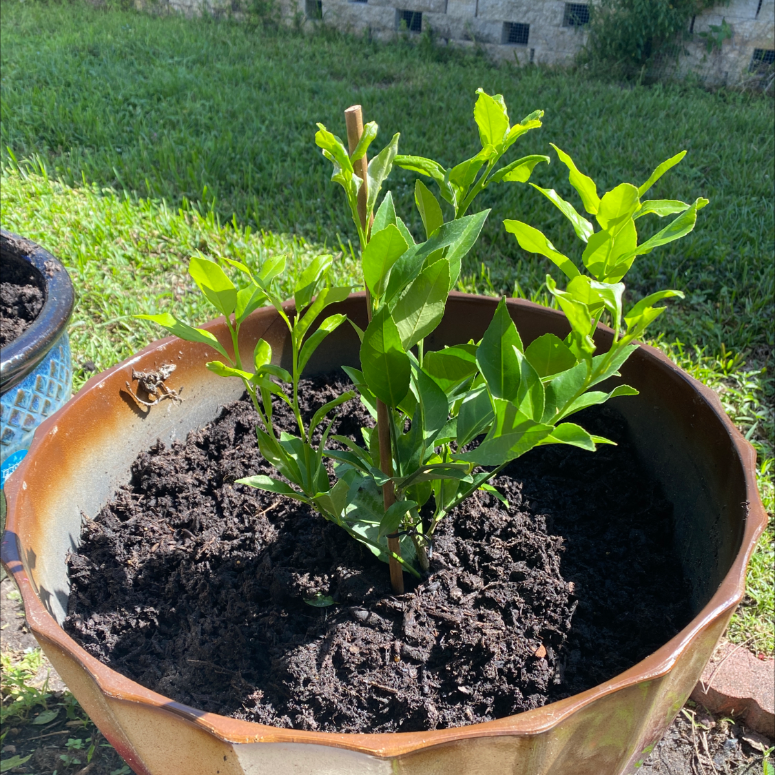 Meyer Lemon Tree plant photo by @JohnnyRedBird named Lemon Meyer on Greg, the plant care app.