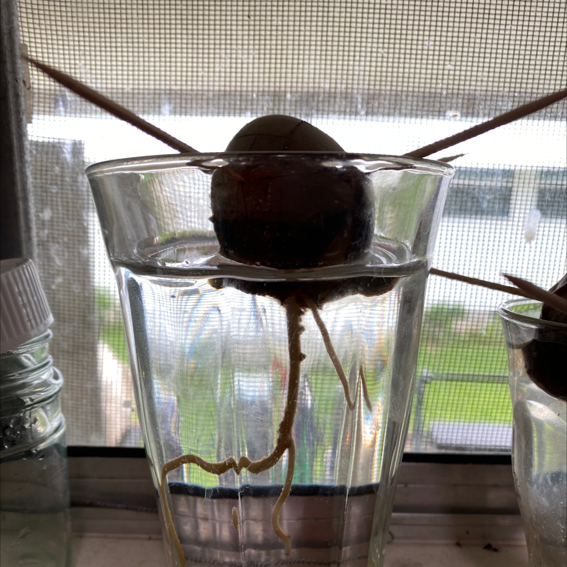 Wurtz Avocado plant photo by @JohnnyRedBird named Haas Kitten on Greg, the plant care app.