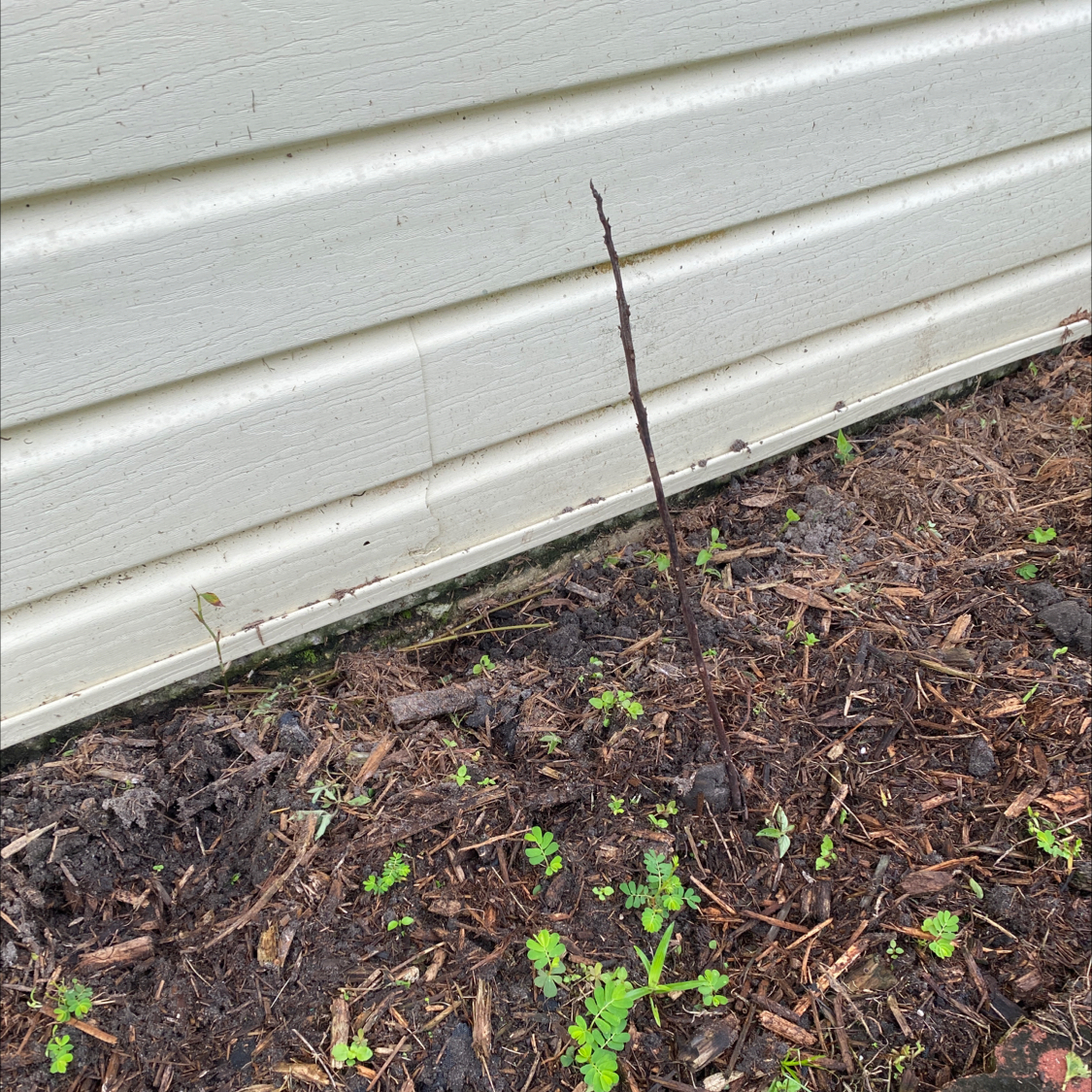 Avocado plant photo by @JohnnyRedBird named Green Avocado (LaPerla) on Greg, the plant care app.