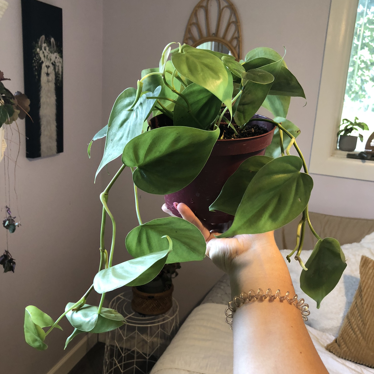 Philodendron Scandens plant photo by Taryn named love on Greg, the plant care app.