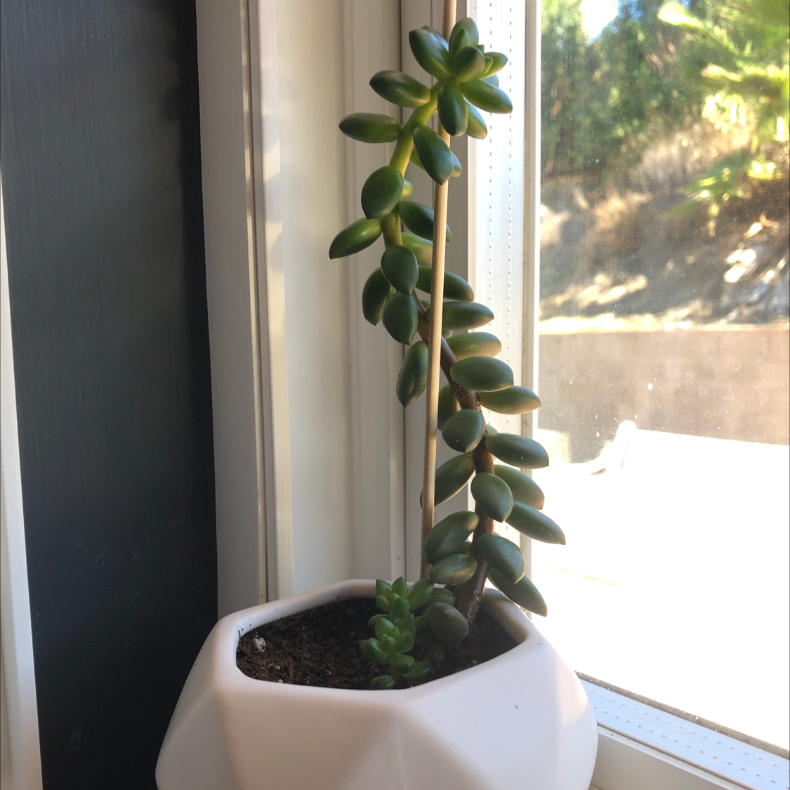 Jelly Bean Plant in a white pot by a window, appearing healthy.