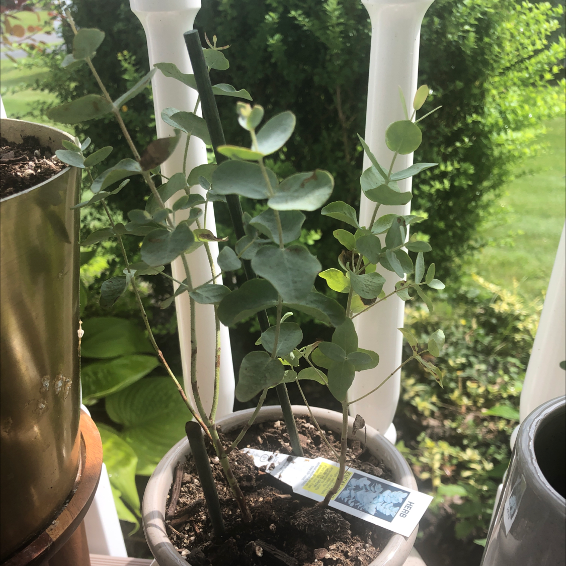 Healthy potted Silver Dollar Tree plant with round silvery leaves, shown outdoors with a hand holding a small object near the base.