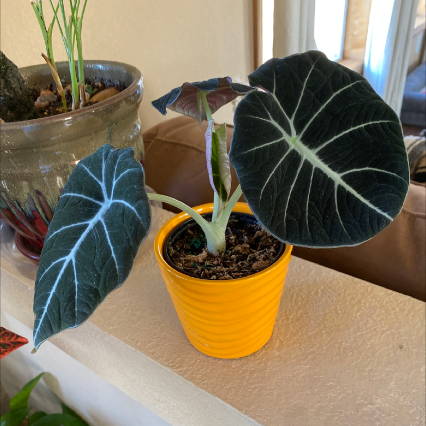 Black Velvet Alocasia plant in a yellow pot with dark green leaves and white veins.