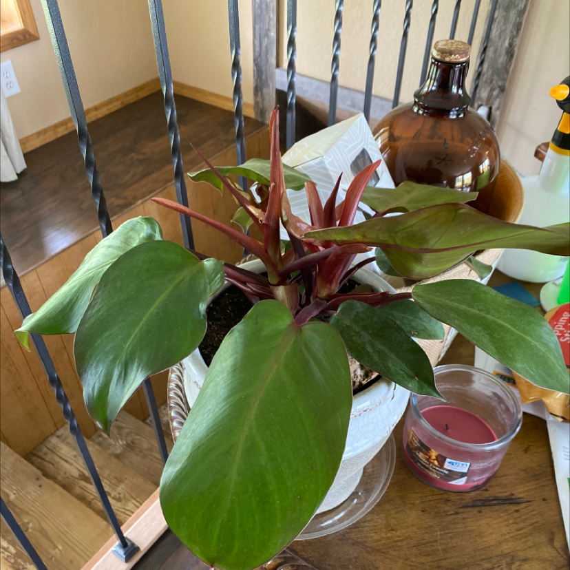McColley's Finale plant with broad green leaves and reddish stems in a pot.