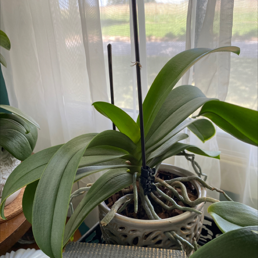 Moon Orchid (Phalaenopsis) in a pot with healthy green leaves and visible aerial roots.