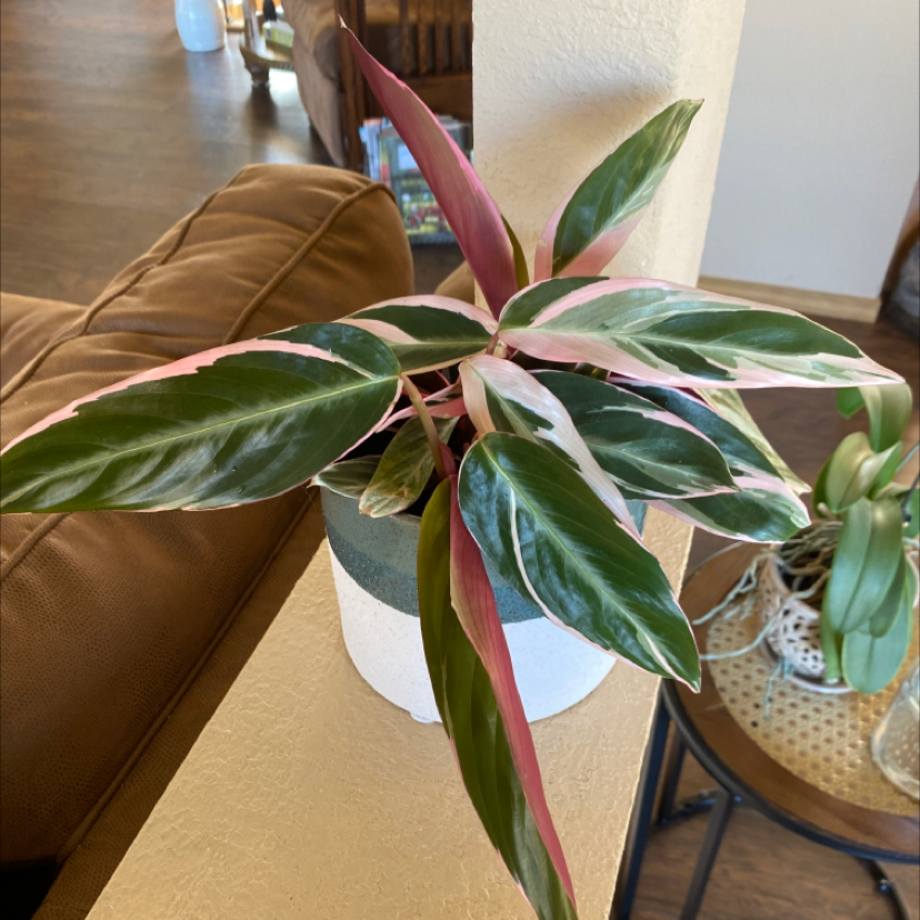 Never Never Plant with variegated leaves in a pot indoors, showing green, white, and pink colors.