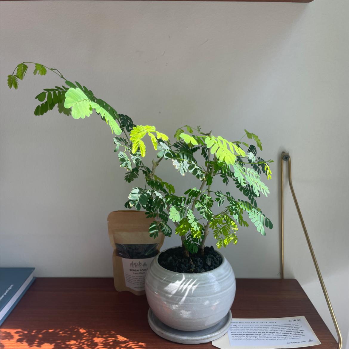 Brazilian Rain Tree in a white pot on a wooden surface with vibrant green leaves.