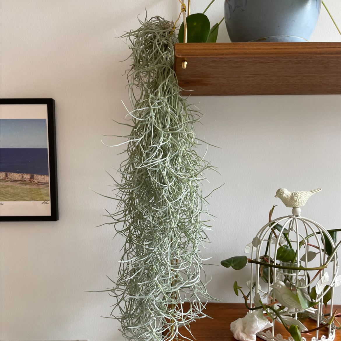 Spanish Moss Is Not Toxic to Humans