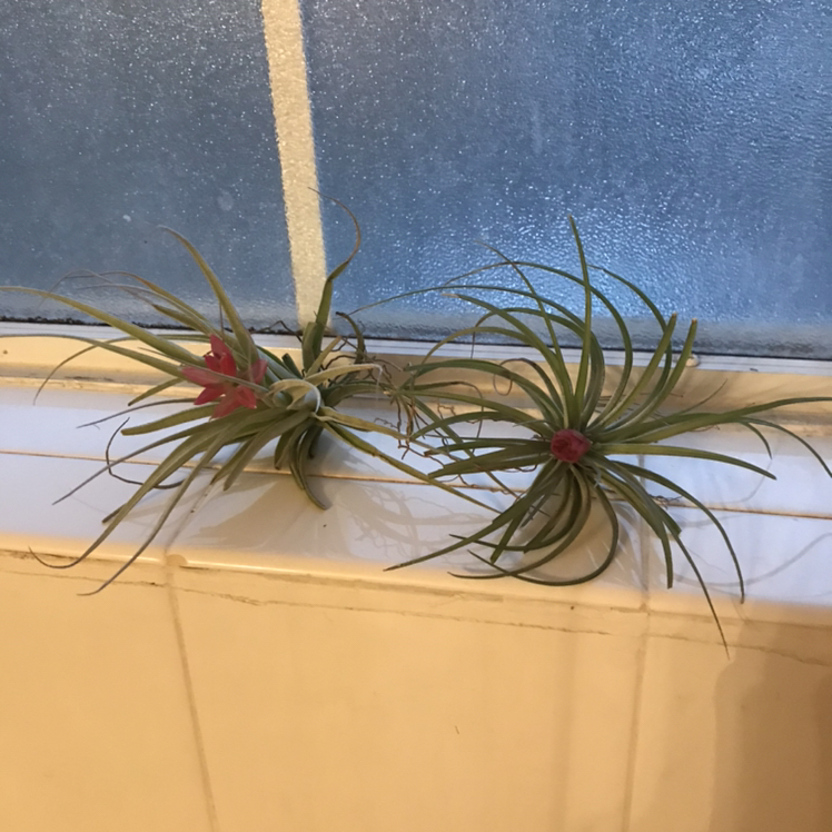 Two Tillandsia Erubescens plants with red flowers on a windowsill.