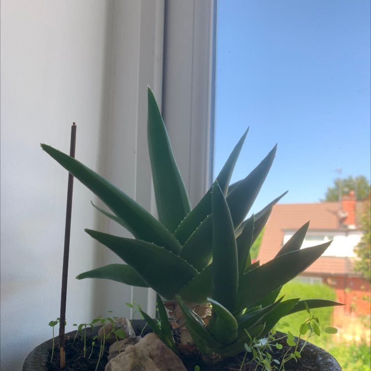 Aloe vera plant photo by Rosie named Miley on Greg, the plant care app.
