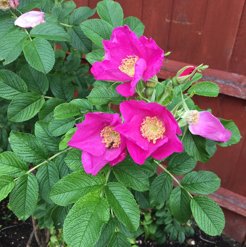 Beach Rose plant with vibrant pink flowers and healthy green leaves.