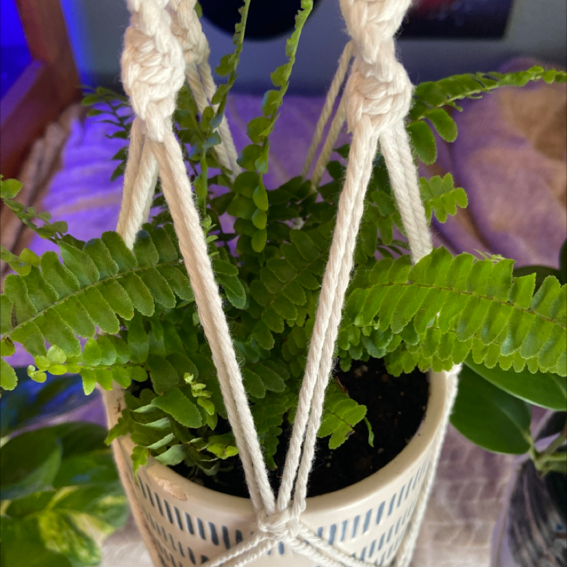 Healthy Erect Sword Fern in a white ceramic pot, suspended by a macrame hanger. The fern has lush, green fronds and appears to be thriving.
