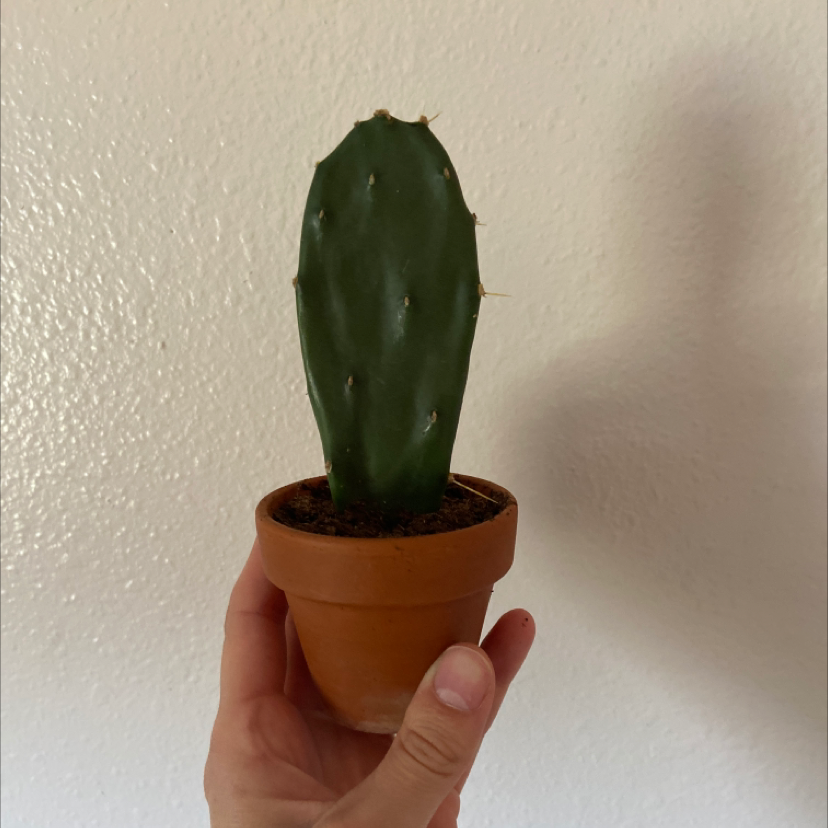 Smooth Prickly Pear cactus in a terracotta pot held by a hand against a plain wall.
