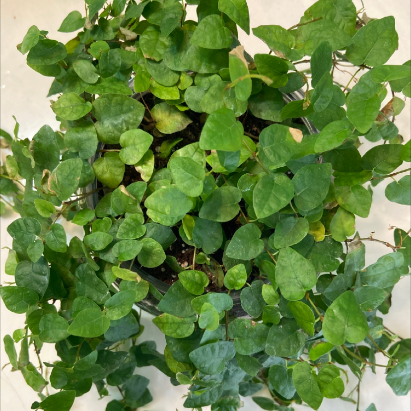Healthy, thriving Creeping Fig plant with lush green foliage cascading from a hanging basket.