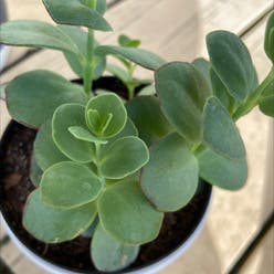Lavender Scallops plant