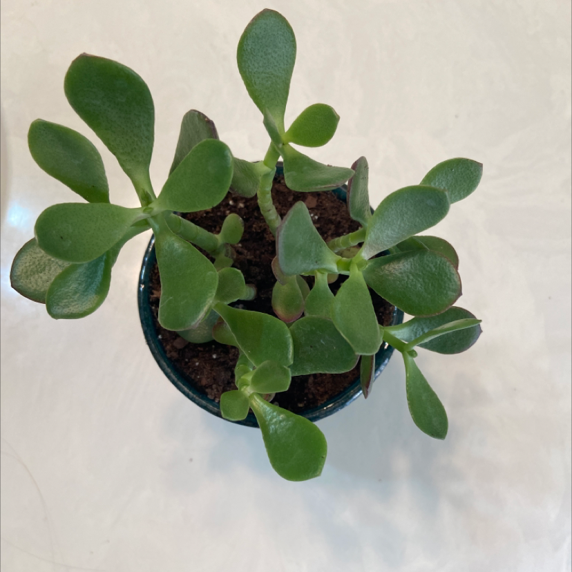Healthy Silver Dollar Plant with green, fleshy leaves in a pot.
