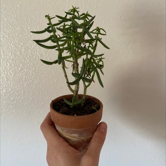 Miniature Pine Tree plant in Sarasota, Florida