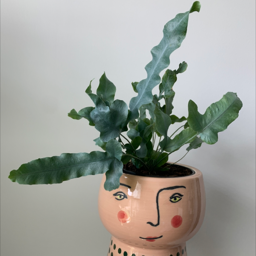 Photo of the plant species Blue Star Fern by @CarlaSCarter named Medusa on Greg, the plant care app