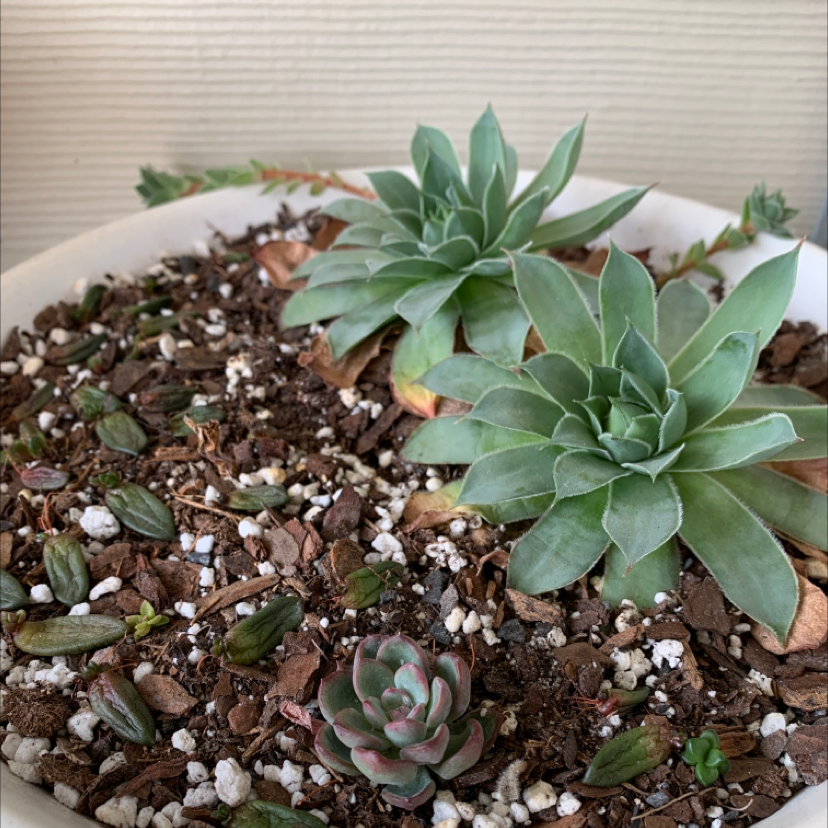 Photo of the plant species Hens and Chicks 'Black Mini' by @CarlaSCarter named The Chicks on Greg, the plant care app