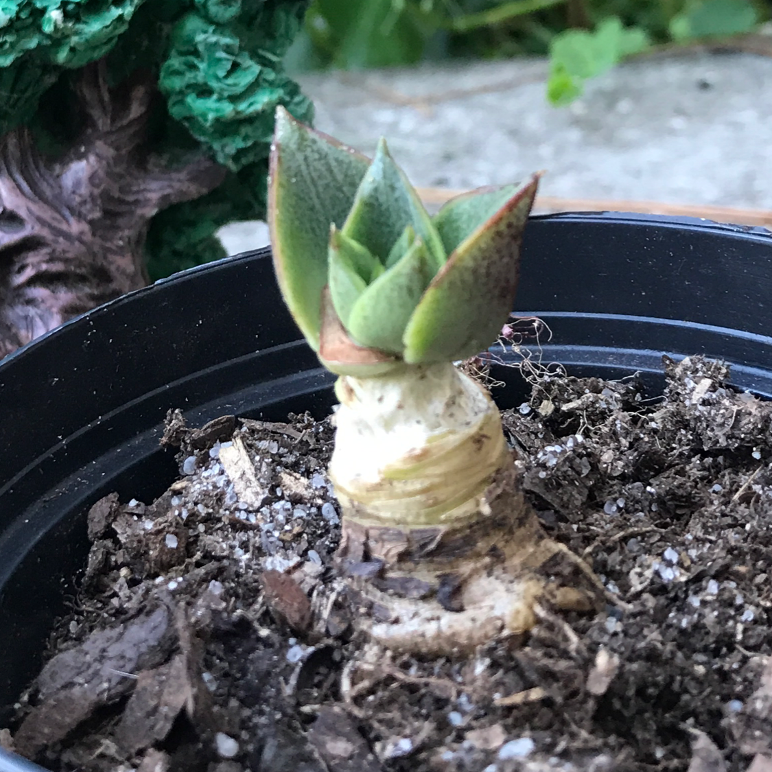 Lipstick Echeveria plant photo by @GreenDaddy named Lil peaches on Greg, the plant care app.