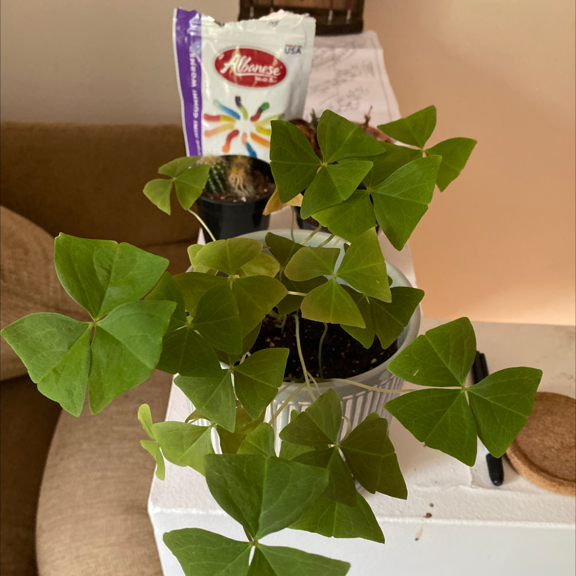 Purple Shamrocks plant photo by @baileysplant named sam on Greg, the plant care app.