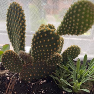 Bunny Ears Cactus plant photo by Knxggles named Kanína on Greg, the plant care app.