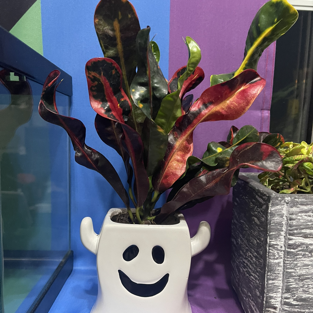 Croton Mammy plant in a white smiley face pot with vibrant, multi-colored leaves.