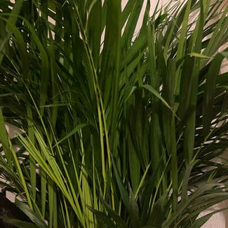 Areca Palm plant in Retford, England