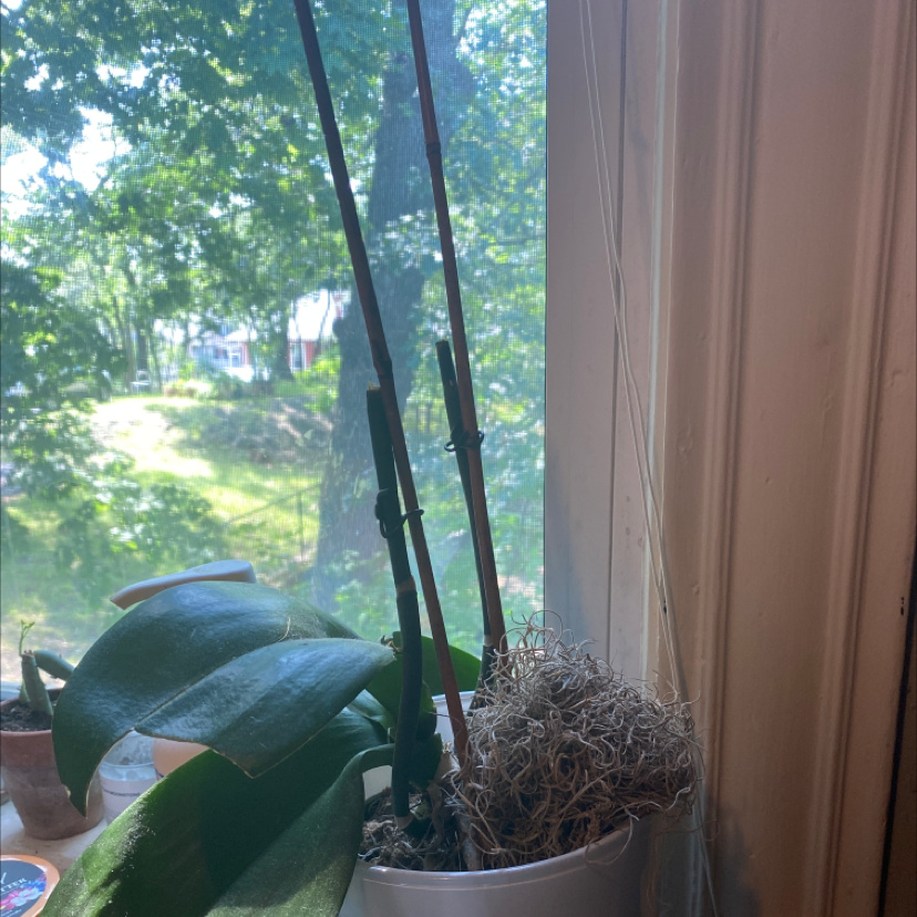 Photo of the plant species Phyllostachys Edulis by Kristine named Polly on Greg, the plant care app