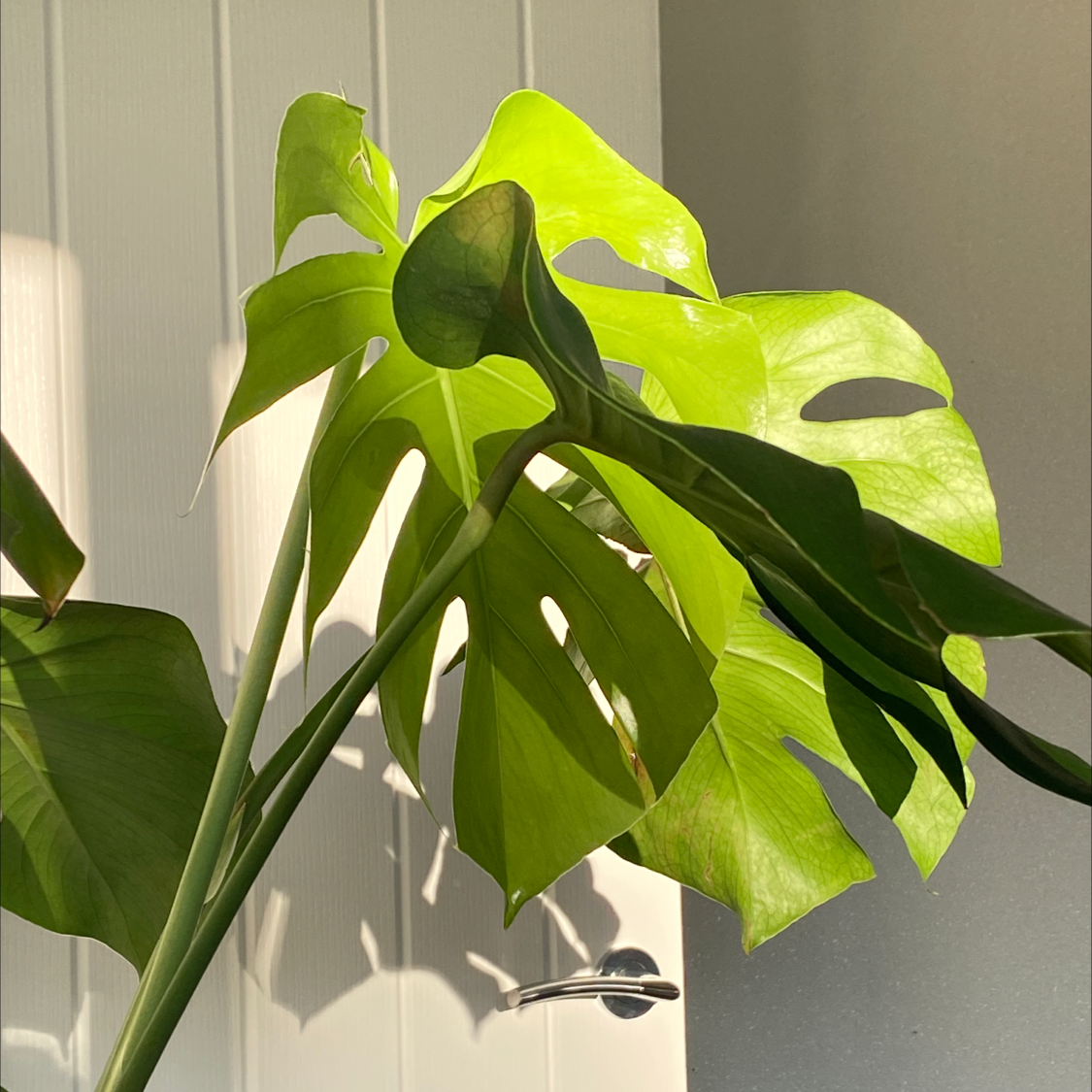 Monstera plant photo by @corrinberry named big tree on Greg, the plant care app.