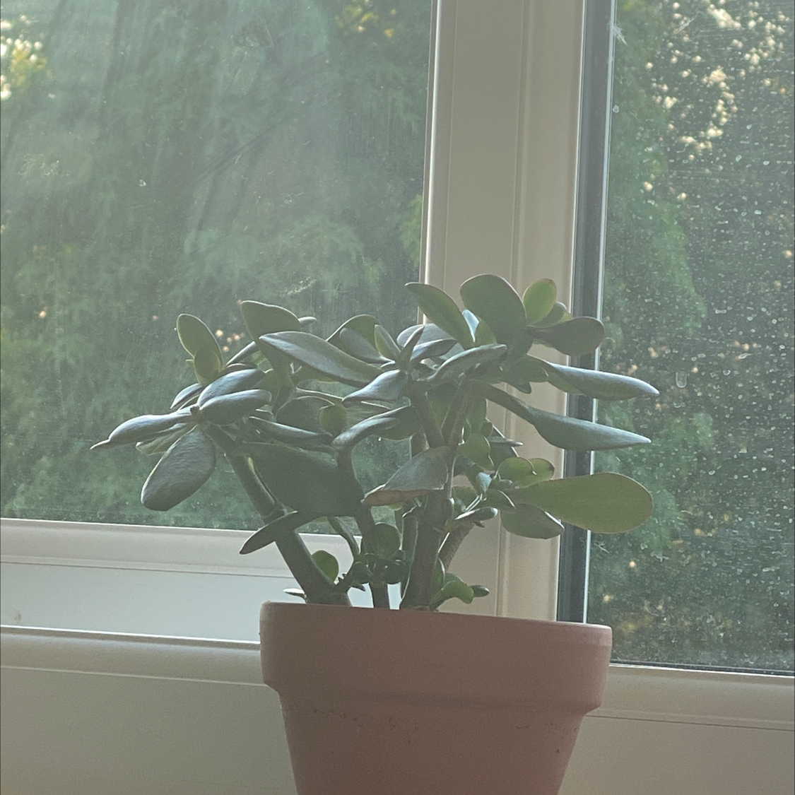 Lucky Plant plant photo by @corrinberry named squish on Greg, the plant care app.