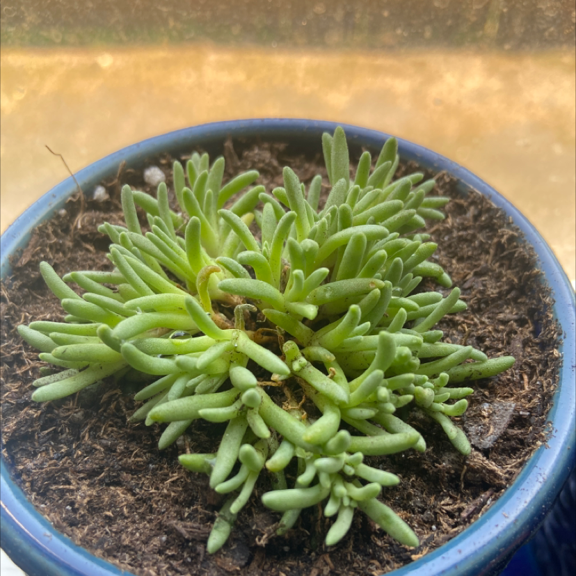 Healthy Iceplant in a blue pot with well-drained soil.