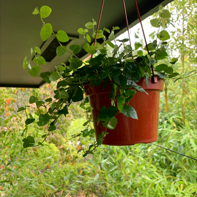 Photo of the plant species Frankincense by Elizabeth named Orwell on Greg, the plant care app