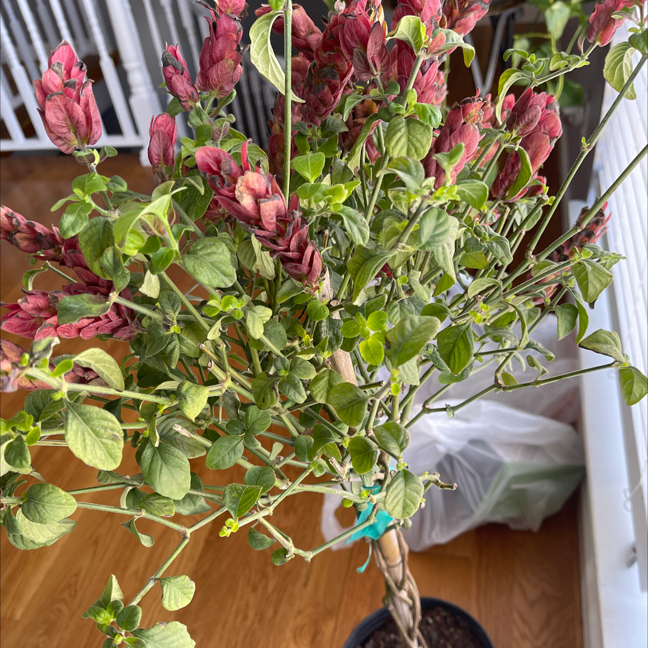 Shrimp Plant with red bracts and green leaves, indoors.