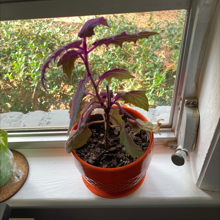 Purple Velvet Plant in an orange pot on a windowsill with visible soil.