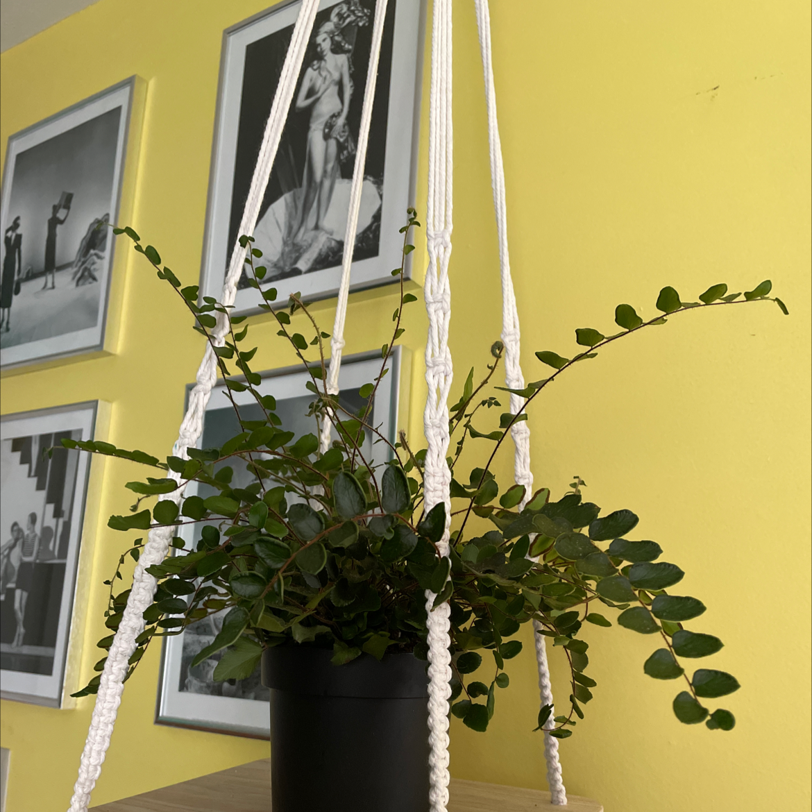 Bellus plant photo by @Gabooty named Ferb on Greg, the plant care app.
