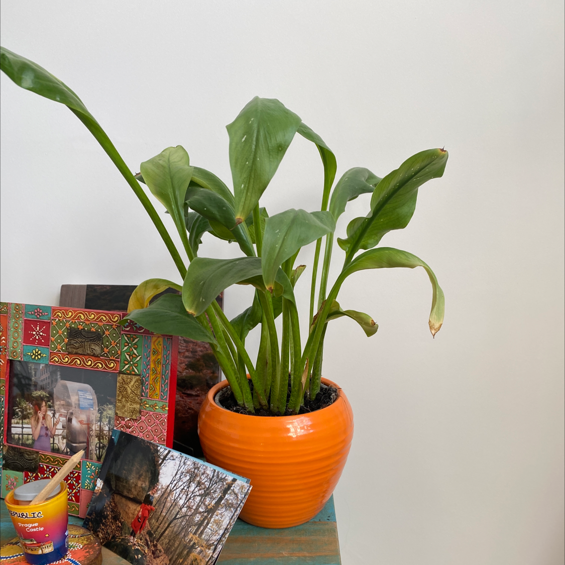 Photo of the plant species White Turmeric by Danny named Zedoaria on Greg, the plant care app