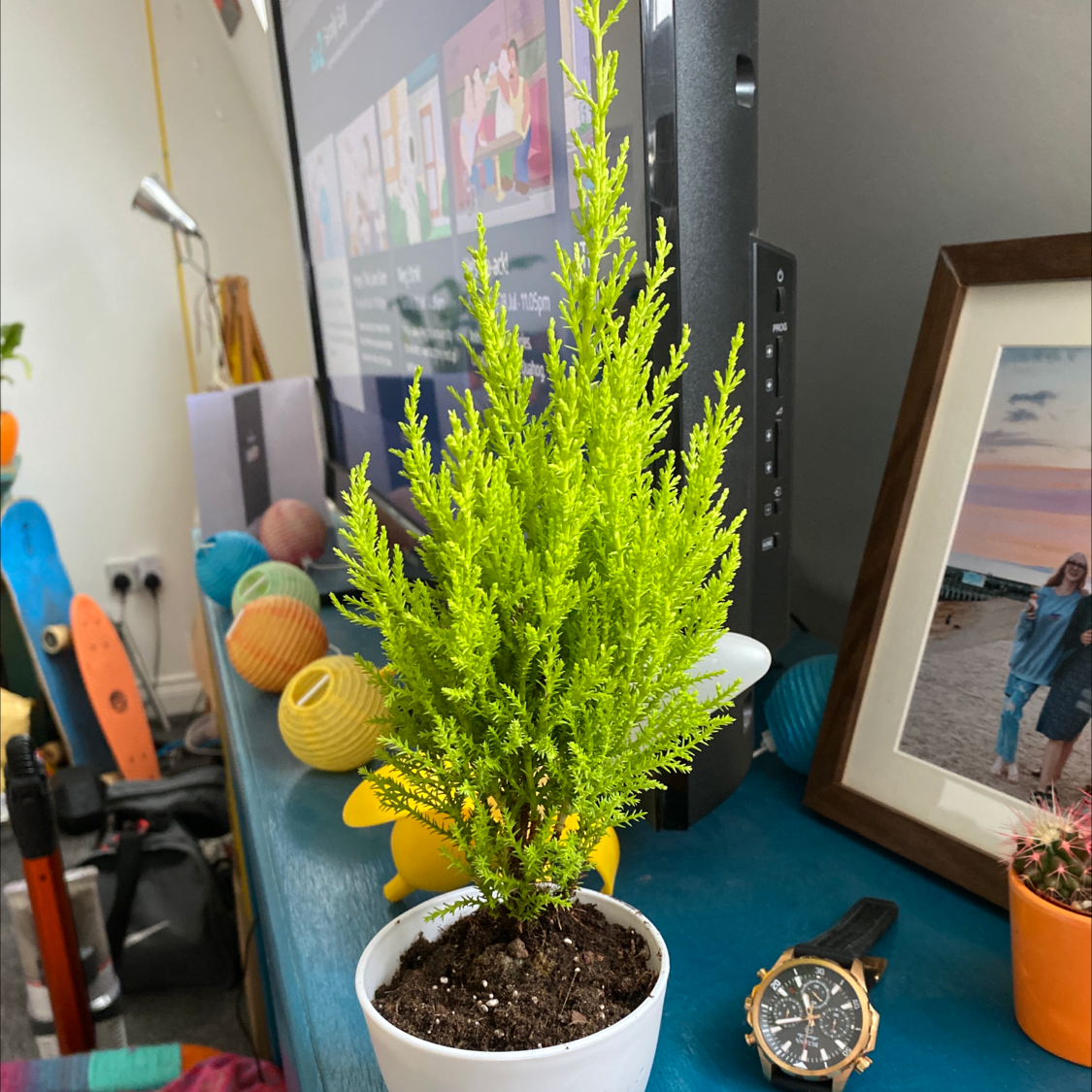 Healthy potted Cupressus macrocarpa plant on a table with visible soil.