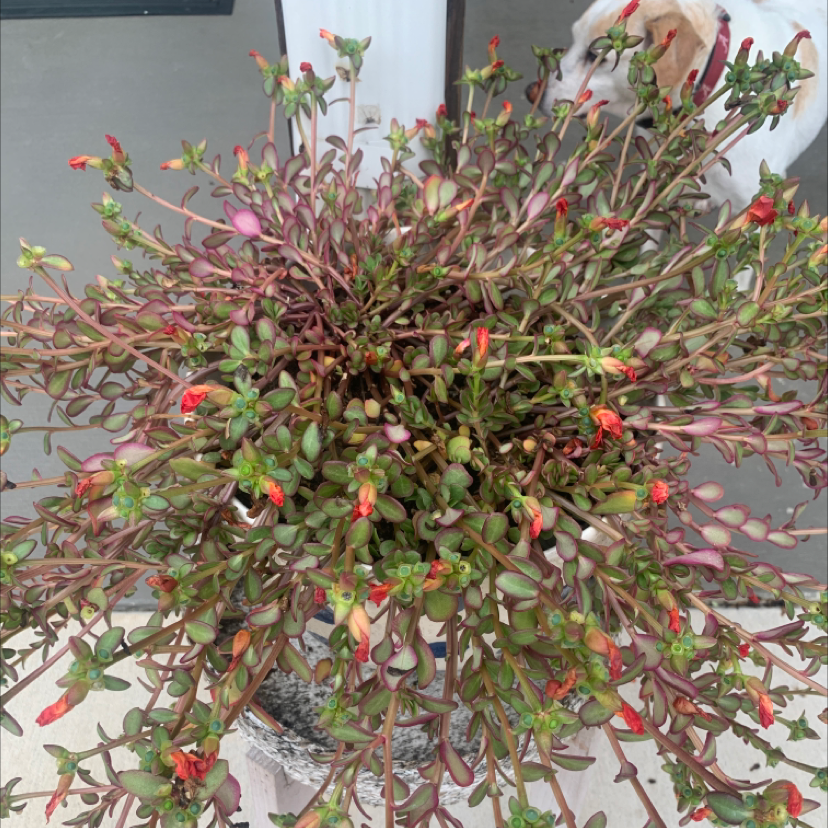 Wingpod Purslane plant with small red flowers in a pot, with a dog in the background.