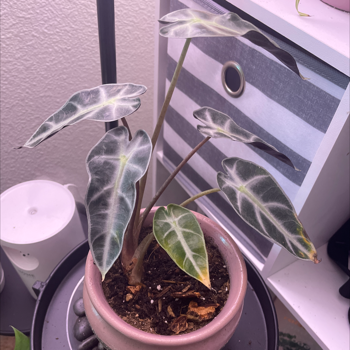 Alocasia 'Bambino' plant in a pot with visible soil, healthy leaves, and no signs of disease.
