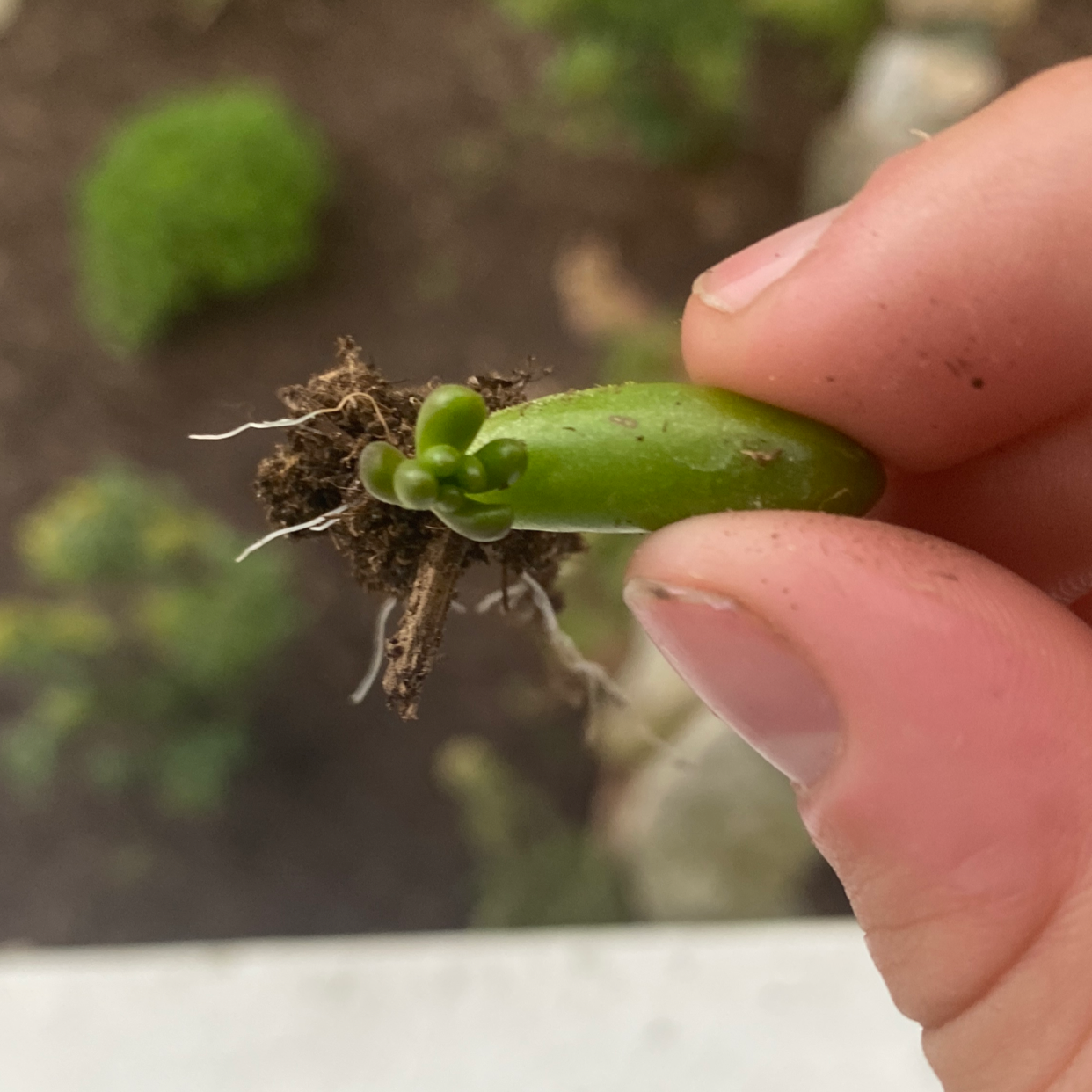 Photo of the plant species Jelly Bean Plant by @Succulentemie named Pablo￼ on Greg, the plant care app