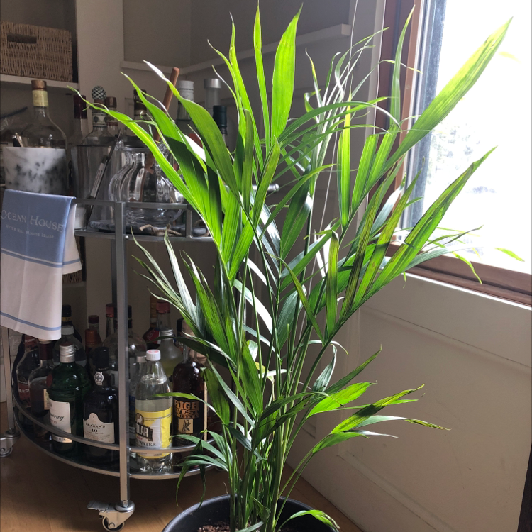 Healthy, thriving potted Areca Palm with vibrant green fronds situated in a sunny indoor spot.