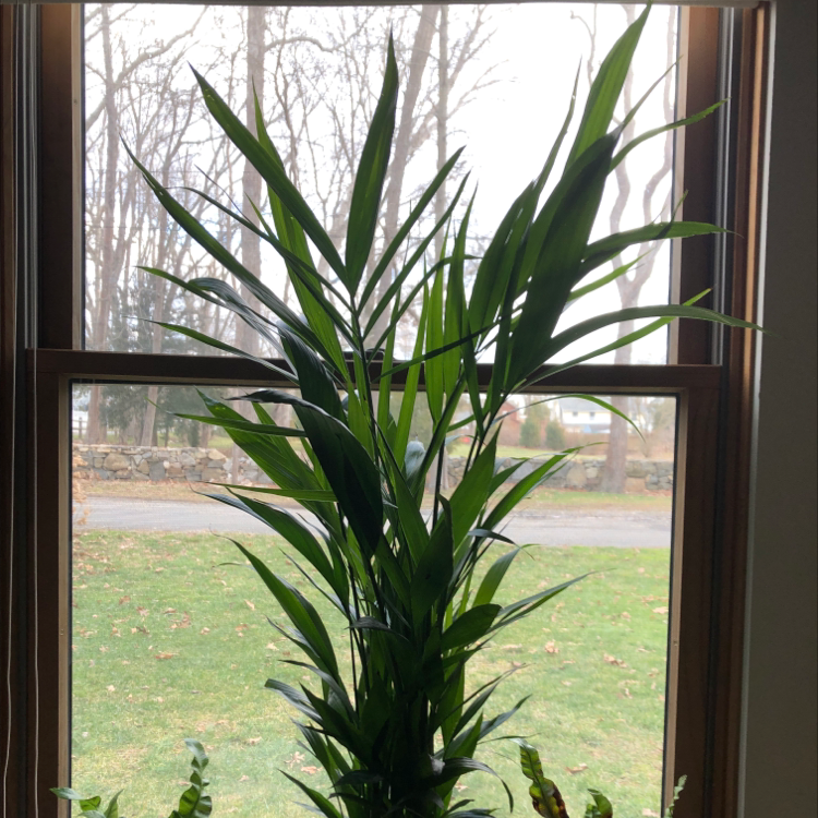 Healthy, thriving potted Areca Palm with lush green foliage, photographed from inside a home looking out a window.