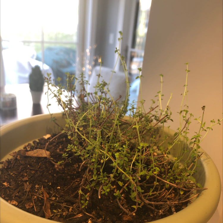 A healthy potted thyme plant with dense foliage, no signs of disease, in a sunny window with other plants.