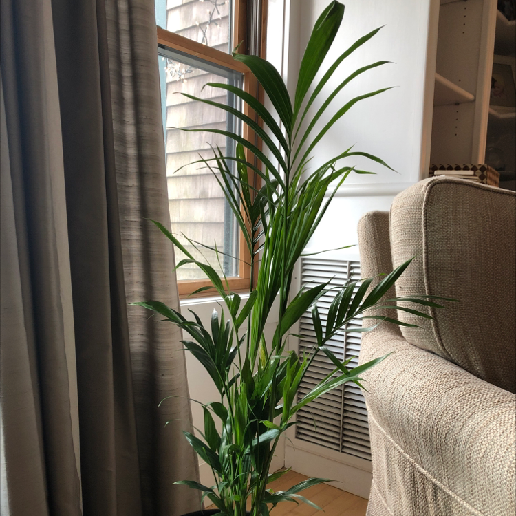 why-are-my-areca-palm-leaves-curling