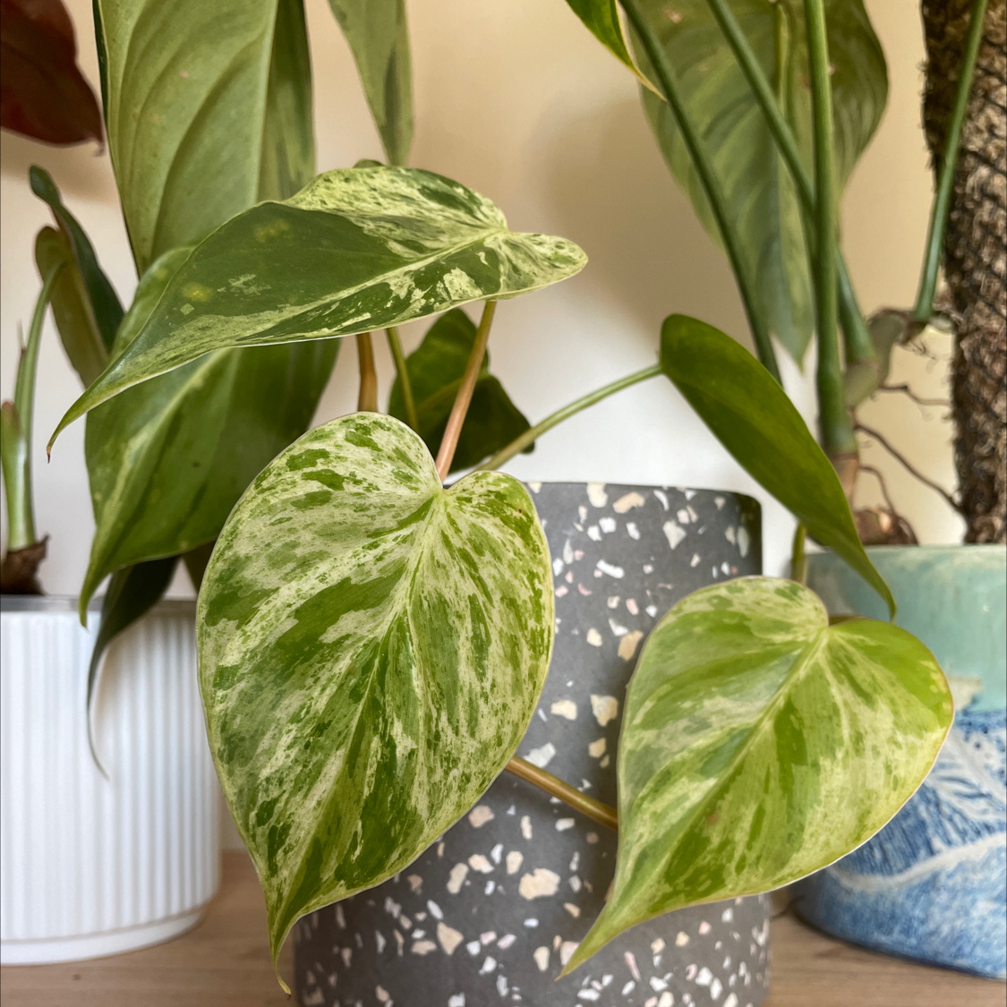 Creeping Jenny plant photo by Summa named Variegated heartleaf on Greg, the plant care app.