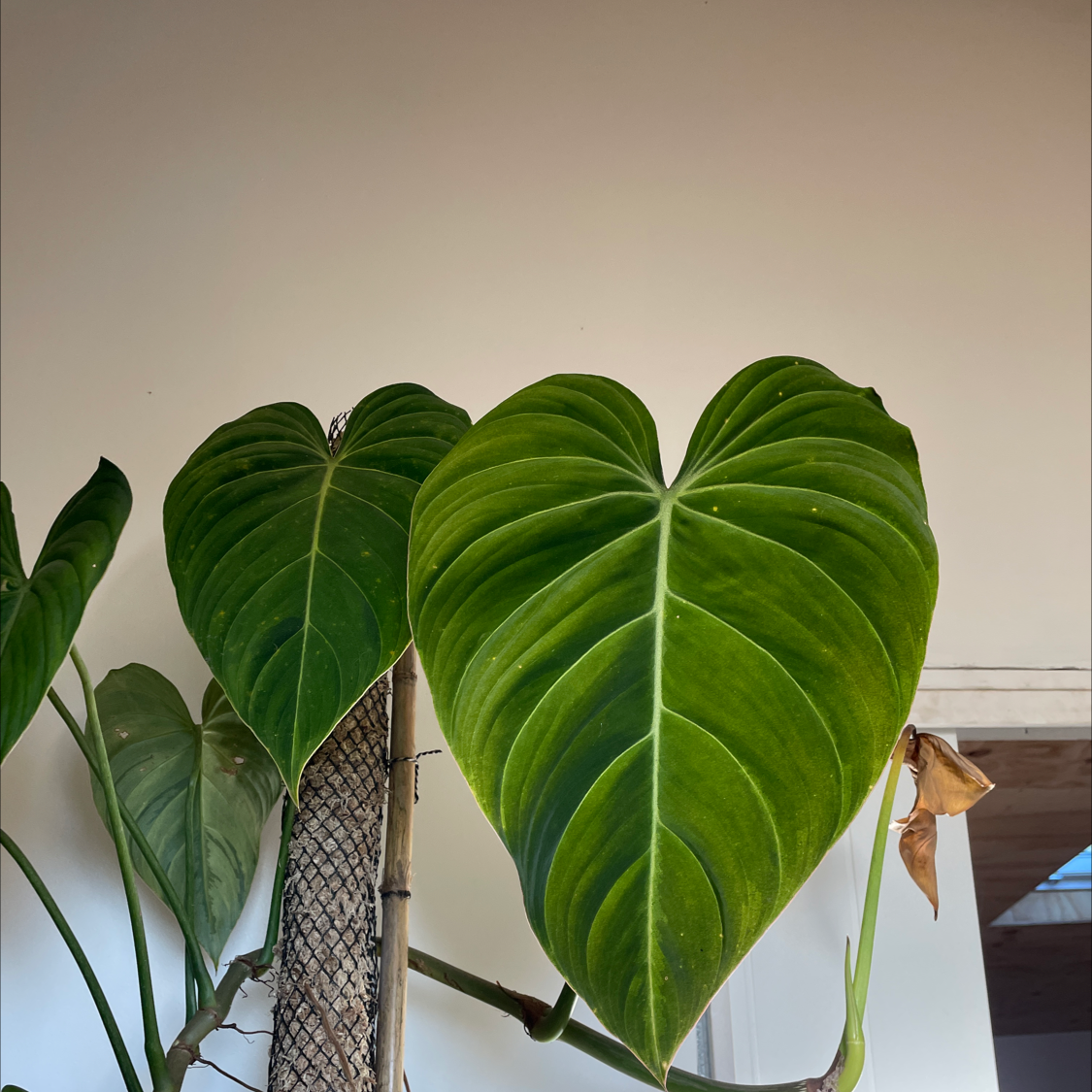 Philodendron 'Glorius' with large green leaves and some browning on a smaller leaf.