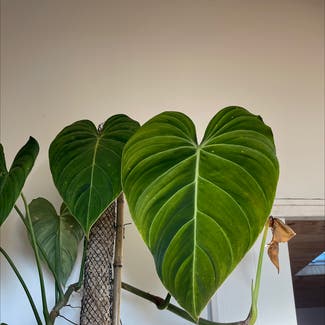 Philodendron 'Glorius' plant in Bellingen, New South Wales